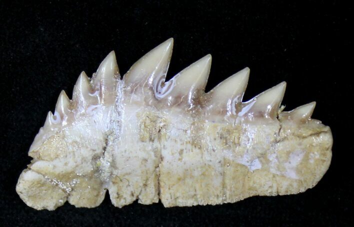 Fossil Cow Shark (Notorynchus) Tooth - Morocco #19794